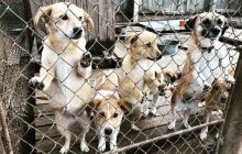 Коштом відмови від новорічних подарунків в Україні допомогли сімом притулкам для тварин