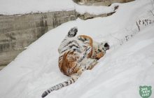 Як звірі Київського зоопарку раділи снігу: з’явилися зворушливі фото