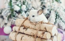 Народные обычаи и приметы 14 февраля - традиции на Трифона-перезимника
