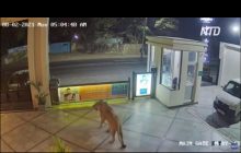 Любопытная львица прогулялась по территории отеля и попала на видео