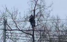 Чтобы не достал ОМОН: в России мужик с мегафоном митинговал на верхушке дерева (видео)