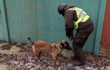 У Попасній службовий пес врятував нацгвардійців від підриву на "розтяжці" (фото)