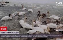 У курортному Трускавці люди зайнялись порятунком півсотні лебедів на замерзлому озері (відео)