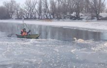 В Одесской области на реке спасли лебедя, вмерзшего в лед (фото)