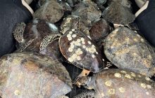 Жителі Техасу врятували від замерзання тисячі морських черепах, допомогла навіть компанія SpaceX (фото)