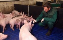 Свиные цены. Почему украинцы рискуют остаться без мяса