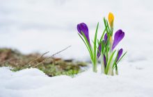 Весна на порозі: цього тижня в Україні різко потеплішає до +17° (карта)