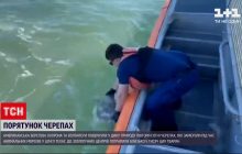 У США випустили на волю півтори сотні врятованих від холоду черепах (відео)