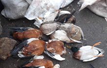 У заповіднику "Асканія-Нова" зафіксовано новий випадок загибелі рідкісних птахів (фото)