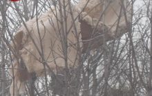 У Києві викинули у вікно диван - він застряг на дереві над головами у перехожих (фото)