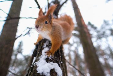 Какая погода ждет украинцев в первый день зимы: прогноз на 1 декабря (карта)