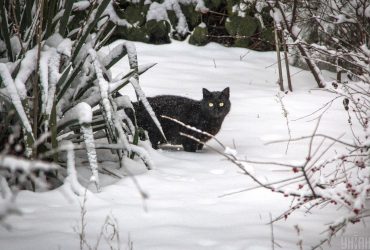 Найближчим часом в Україні очікується ще дві хвилі холоду, - синоптик