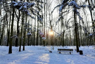 Kyiv's Holosiyivsky forest in winter