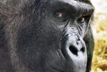 У київському зоопарку захворіла єдина в Україні горила (відео)