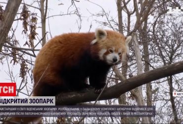 Фурор панд і пінгвінів: найстаріший у світі зоопарк відкрили для відвідувань після карантину (відео)