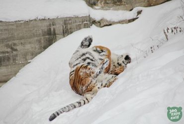 Animals in Kyiv Zoo happy over snowfall