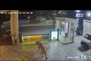 Любопытная львица прогулялась по территории отеля и попала на видео