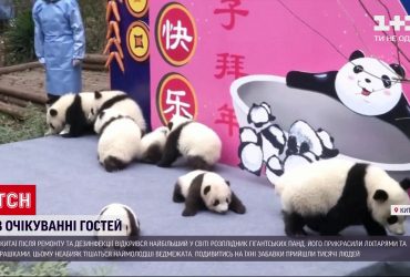 Новини світу: у Китаї після ремонту відкрився для відвідування найбільший у світі розплідник панд