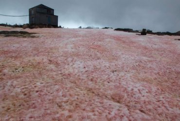 Snow algae in Antarctica