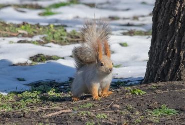 На вихідних погода здивує українців температурними контрастами (карта)