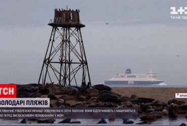 Новини світу: у Франції сотні тюленів зупинилися на пляжах для перепочинку