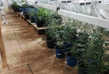 На Херсонщине россияне занимаются наркобизнесом: организуют плантации конопли