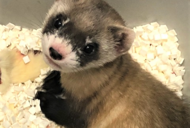 В США впервые клонировали вымирающего черноногого хорька (фото)