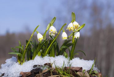 Март в Украине: синоптик сообщил, какие области почувствуют весну первыми