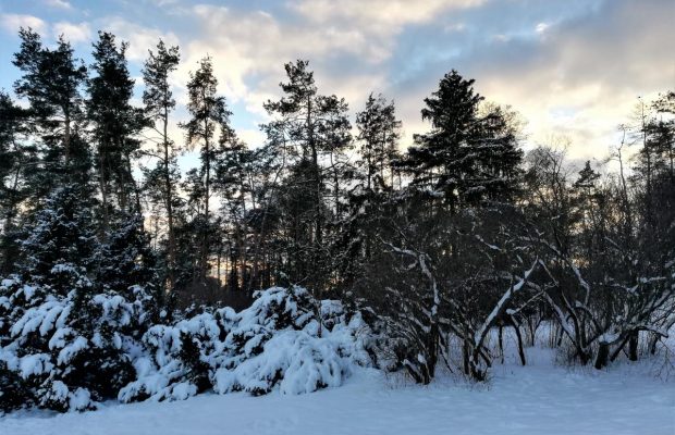 Потрясающие закаты и активные развлечения: почему киевский ботсад стоит посетить зимой (фоторепортаж)