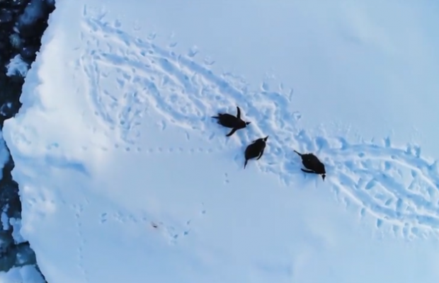 Украинский музыкант выпустил клип об Антарктиде из видео от полярников со станции «Академик Вернадский»