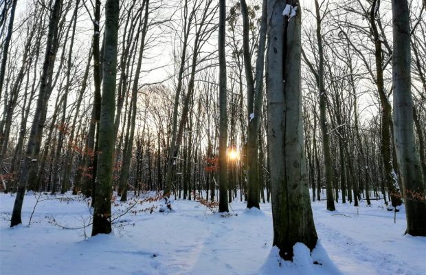 Идеи для зимних прогулок в Киеве: охотимся за снежными пейзажами Голосеевского леса (фоторепортаж)
