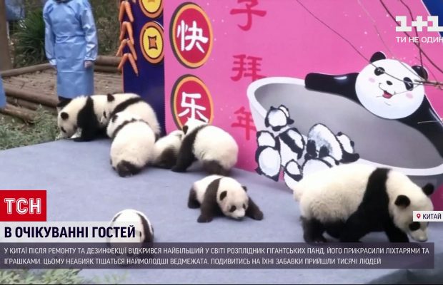 Пушистики ждут гостей: самый большой в мире питомник панд открылся для посетителей (видео)