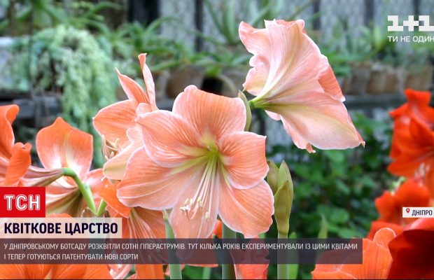 Зимнее чудо посреди заснеженного города: в Днепре расцвели гигантские цветы (видео)