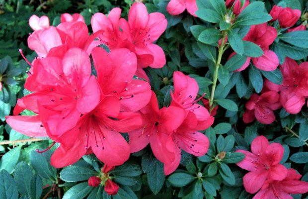 Спешите видеть: в киевском ботсаду в полном разгаре сезон цветения азалий (фоторепортаж)