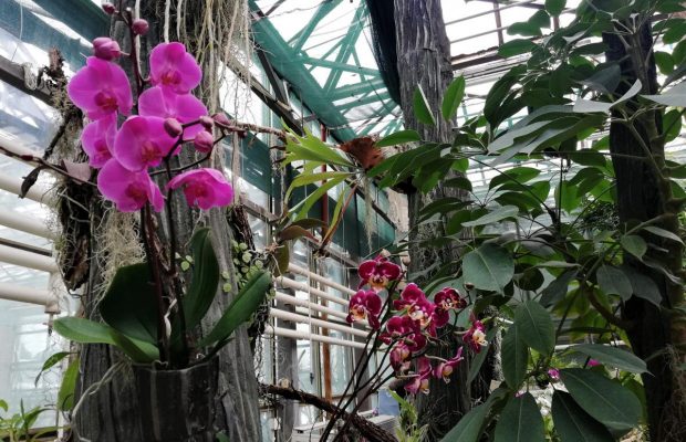 Киевляне облюбовали оранжерею столичного ботсада: чем удивляет местный орхидариум (фоторепортаж)
