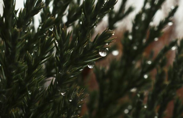 Погода буде несвятковою: синоптик спрогнозувала українцям відлигу на Новий рік