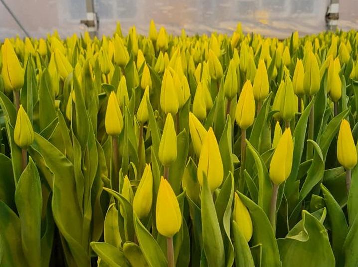 Повністю тюльпани мають розквітнути до 8 березня / фото Василя Савченка Повністю тюльпани мають розквітнути до 8 березня / фото Василя Савченка