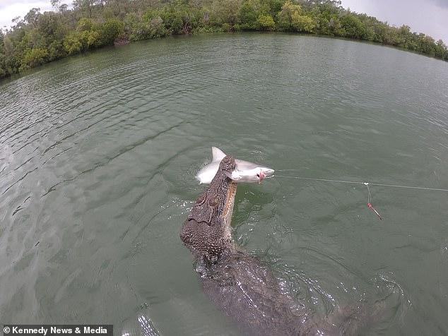 Обить акулу у крокодила рыбакам так и не удалось / фото Kennedy News and Media