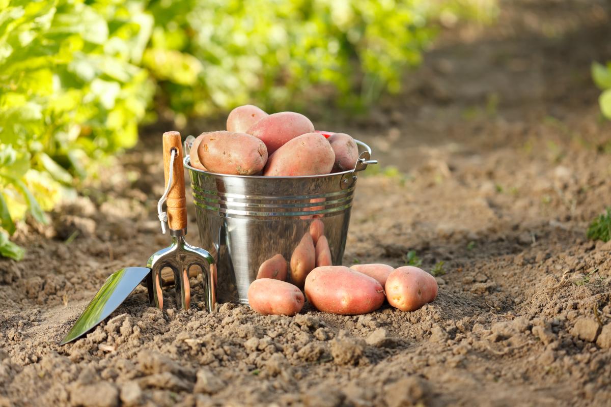 Спрос на продукцию сейчас существенно превышает предложение / фото ua.depositphotos.com Спрос на продукцию сейчас существенно превышает предложение / фото ua.depositphotos.com