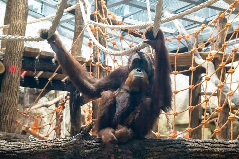 Суматранскому орангутану Жоре исполнилось 14 лет / фото instagram.com/kharkov_zoo/ Суматранскому орангутану Жоре исполнилось 14 лет / фото instagram.com/kharkov_zoo/
