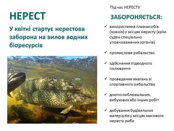Вылов рыбы в Украине - что запрещено с 1 апреля  / фото facebook.com/dargua