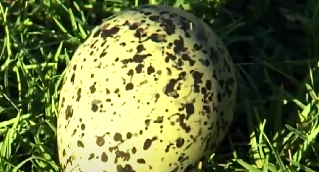 Яйцо чайки чилийской / фото YouTube Sport_Life_Travel
