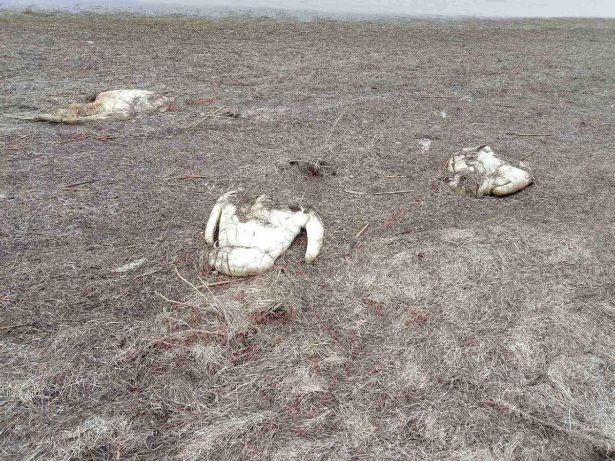 На озере Сиваш было обнаружено 90 мертвых птиц / фото facebook.com/dpsskherson