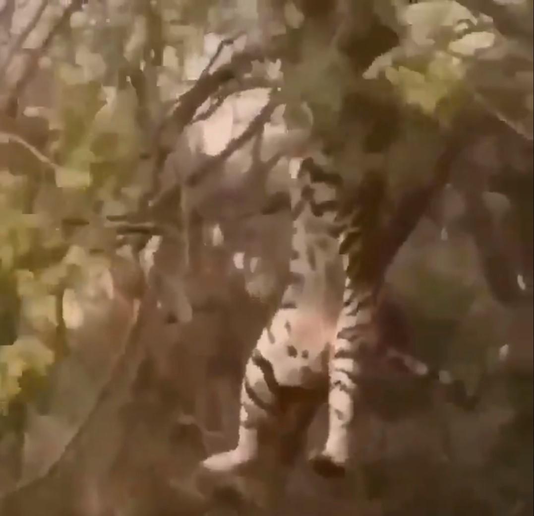 скріншот з відео скріншот з відео
