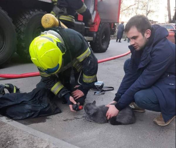 Кота, який надихався димом, відкачали на вулиці / фото ДСНС Кота, який надихався димом, відкачали на вулиці / фото ДСНС