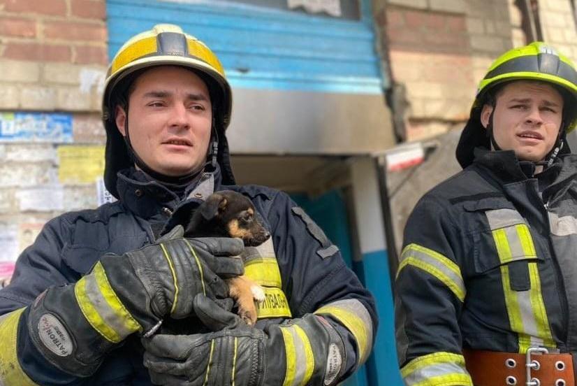 Теперь у песика есть семья/фото ГСЧС / Facebook Теперь у песика есть семья/фото ГСЧС / Facebook
