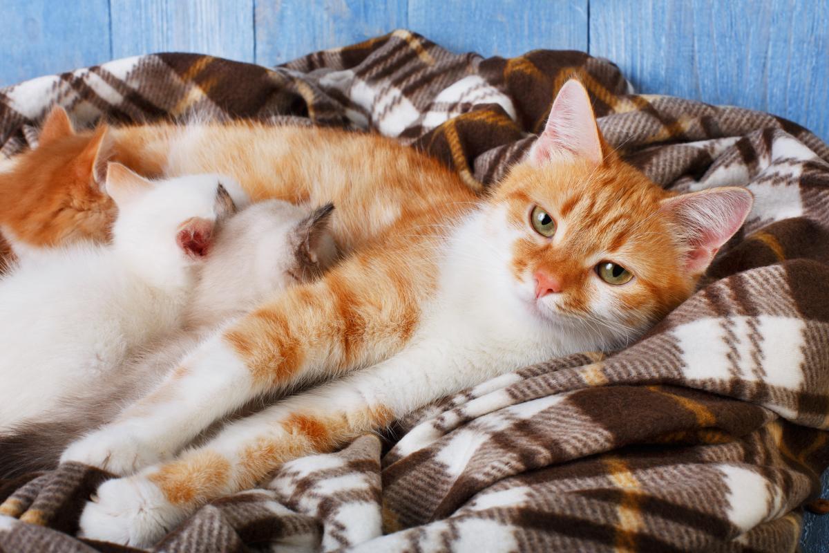 Кошки с котятами или беременные питомцы требуют особого подхода при появлении у них блох / фото ua.depositphotos.com