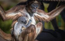 Зоопарк Барселоны впервые показал детеныша редких обезьянок-пауков (видео)
