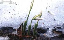 Весна пришла: в Киеве распустились подснежники (фото)
