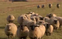 В Германии невеста пожертвовала платьем и спасла овцу (видео)